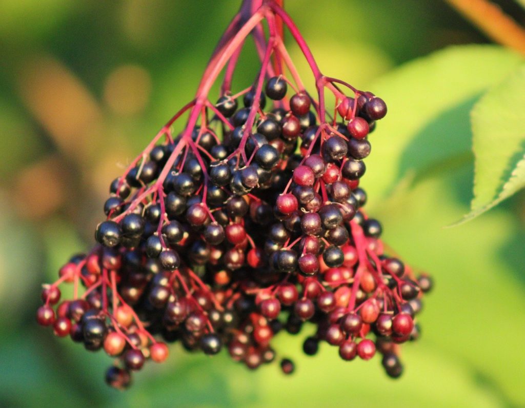 elder, fruits, berry