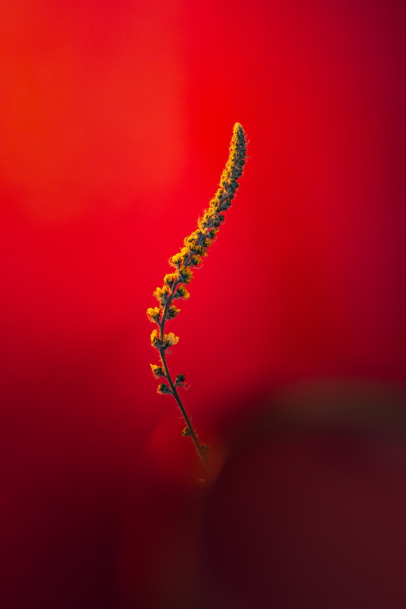yellow and red smoke in close up photography